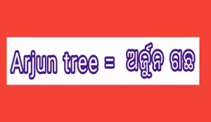 Arjun tree in Odia