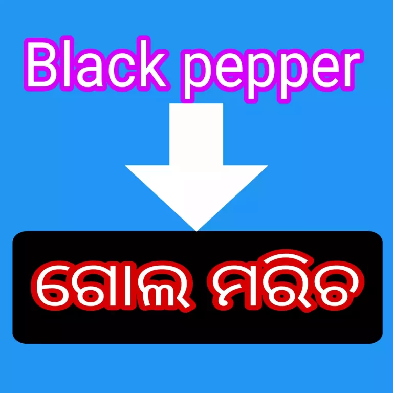 Black pepper in odia