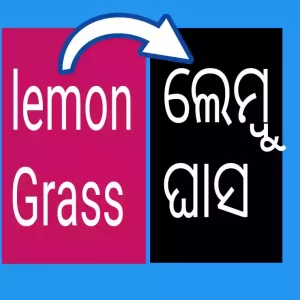 Lemon Grass in Odia