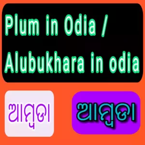 Plum / Alubukhara in Odia language