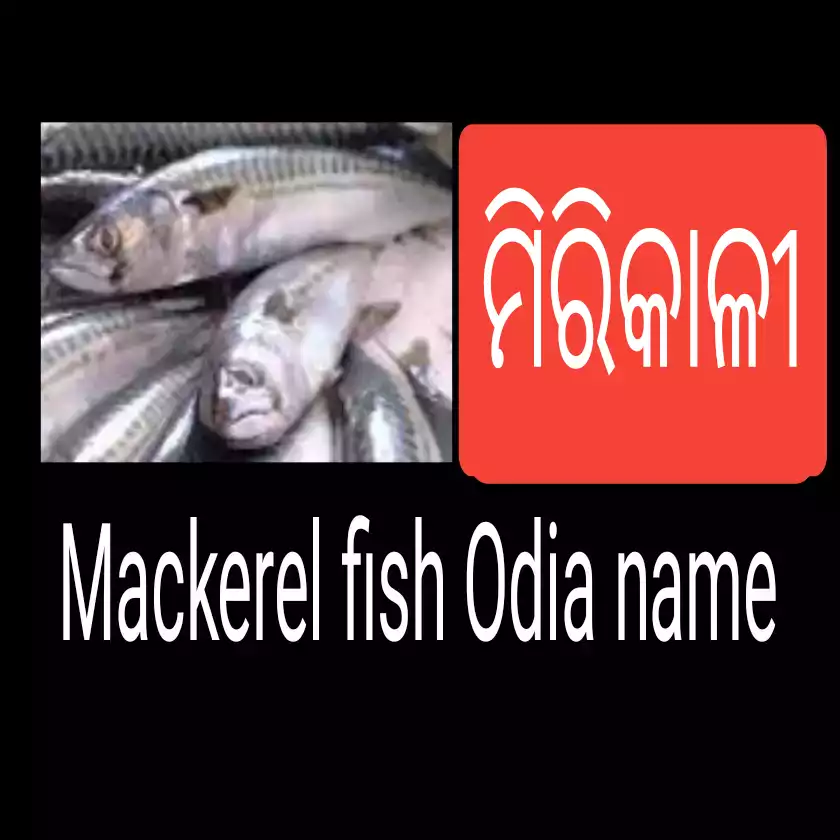 mackerel fish in odia